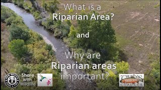 What is a Riparian Area and Why are Riparian Areas Important [upl. by Anauqcaj]