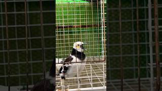 smart blackcollared starling sing find feed blackcollared starlingshortvideo shortsfeed shorts [upl. by Kristina738]