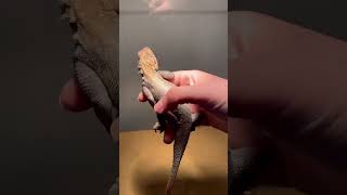 AGAMA 💯 📲 0537 373 93 73 petzoo petandzoo petandzootr sürüngen sürüngenler yasal gebze [upl. by Sall]