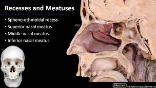 Nasal Cavity Sinuses and Ear  Lateral Wall of Nasal Cavity [upl. by Deborath]