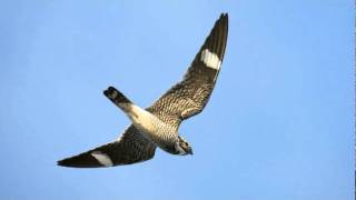 Have you heard the sound of the Common Nighthawk [upl. by Porte]