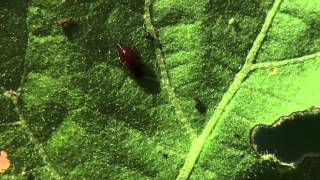 Colorado Potato Beetle Management [upl. by Sioled813]