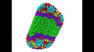 Virus Capsid Structure of Protective Shell [upl. by Assile935]