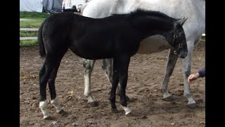 Tove 2023 KWPN Filly [upl. by Omlesna]