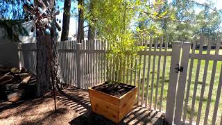 How to Plant Running Bamboo in Container Pots [upl. by Kirrad]