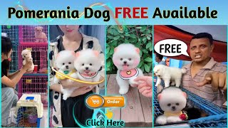 FREE FREE Pomeranian Dog Available  Teacup Dog  Pocket Dog  Cute puppies price in India  viral [upl. by Enitsugua]