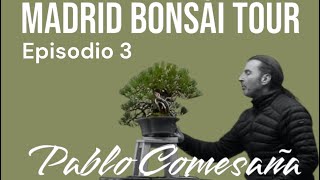 Madrid Bonsai Tour Episodio 3 Pablo Comesaña [upl. by Shalne]