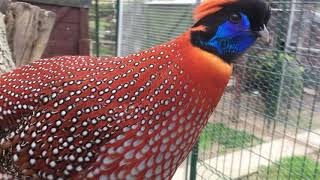 Temminck Tragopan [upl. by Julis823]