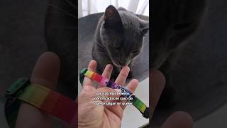 Collares de identificación para gatos con broche abre fácil michi cat collargato shorts gato [upl. by Arnaldo783]