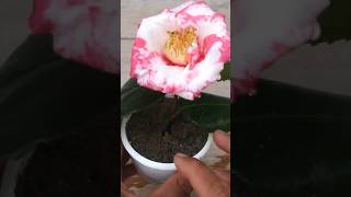 How to grow camellias plant from cuttings gardening gardeningideas [upl. by Monafo935]