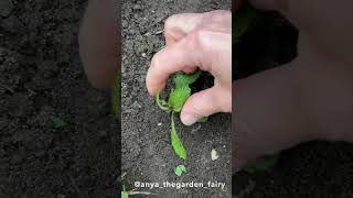 How to get more flowers on verbena bonariensis [upl. by Lydnek]