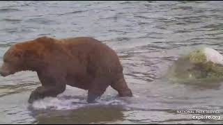 Big Fat Bear 747 Sept 25 2024 Exploreorg [upl. by Spurgeon914]