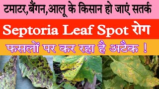 septoria leaf spot tomato treatment  septoria leaf spot on tomatoes  septoria leaf spot disease [upl. by Vasos11]