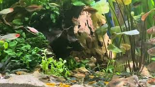 Freshwater tropical fish shrimp and snails in a low tech planted aquarium set up [upl. by Oidiple567]