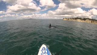 A paddle boarders close encounter with Orca [upl. by Notecnirp854]