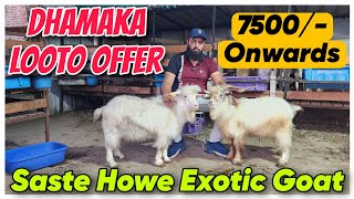 7500 Saste Exotic Goat Kids In NASIK  Stock Clearance Ghar Ke Pale Howe Bakra Bakri [upl. by Kostman]