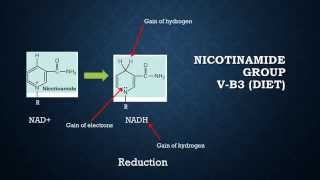 Metabolism NAD NADH  Biochemistry [upl. by Odrareg]