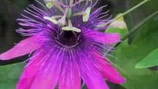 Passion for Passiflora [upl. by Zink]