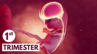 First Trimester  3D Animated Pregnancy Guide [upl. by Einnaf207]