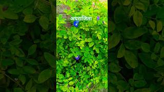 अपराजिता  जिसे कोई पराजित नहीं कर सकता trending aparajita flower mythology gardenideas garden [upl. by Ahsitaf890]