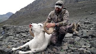 S9E3 quotSURPRISE RAMquot Dall Sheep Hunt in Alaska [upl. by Nnylrahc]