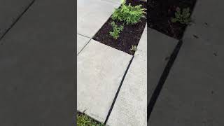 Workers RUIN Concrete Driveway [upl. by Los778]