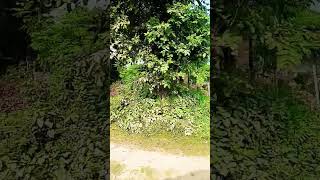 Ham lagao jio tohara se Dilshortvideo bhojpuri shortvideo song [upl. by Atirys]