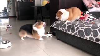 Corgis are Locked in Bitter Argument  But Who Will Win 😂 [upl. by Costanzia340]