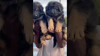 Solid puppy Germany dog doglover dogs puppy germanshepherd good friends animals mood [upl. by Stormie832]