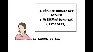 La réponse immunitaire acquise à médiation humorale anticorps [upl. by Rep866]