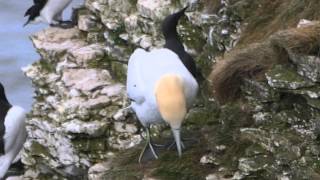 Vogelfelsen Bempton Cliff  England  Yorkshire [upl. by Ferna]