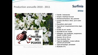 Surfinia White plante annuelle [upl. by Annawot]