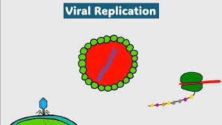 Viral genome replication mechanisms  آليات تنسخ مجين الفيروسات [upl. by Cecile914]