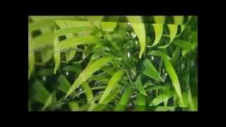 How To Grow A Parlour Palm Chamaedorea elegans [upl. by Hplodur]