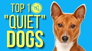 Top 10 Dogs That Dont Bark  Barkless Dog Breeds [upl. by Xuagram343]