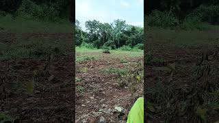 viralvideo farming satara nature viralshort viralsong trending trendingshorts trend [upl. by Newhall]