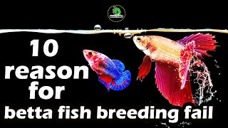 why Betta fish breeding fail  10 mistakes to avoid [upl. by Bradeord]