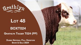 Lot 48 Grathlyn Tigger T024 PP [upl. by Alboran]