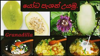 How to cook giant passion fruitGranadillapassiflora quadrangularisඩොංගා පුහුල්යෝධ පැශන් උයමු [upl. by Mauceri992]