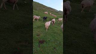 Sheeps in Beautifull Valley shorts [upl. by Norma]