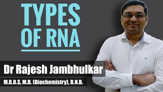 Types of RNAs [upl. by Thinia]