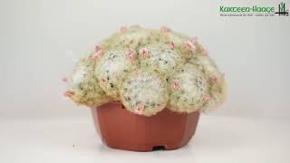 Mammillaria plumosa [upl. by Packer]