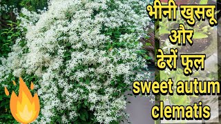 Agar dhero flowers chahiye to lagae  sweet autumn clematis [upl. by Kurtz]