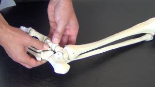 FMT 1  NAVICULAR MOBILISATION [upl. by Mckinney]