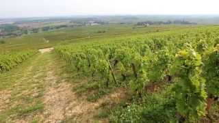 Discover The Red Wines of Burgundy [upl. by Nekcerb]