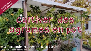 Cultiver les agrumes en pot reportage chez Robert   Autonomie et permaculture avec David [upl. by Omer]