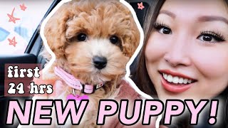 MEET MY 8 WEEK OLD MINI POODLE x BICHON POOCHON PUPPY [upl. by Devan478]