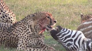 Cheetahs eating a zebra [upl. by Schwejda]