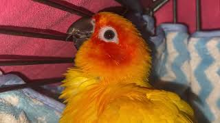 Sun Conure Parrot playing  Julie so lovely 🥰 [upl. by Colson]