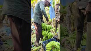 Banana 🍌 cuttings and packing part 187 [upl. by Yrrol]